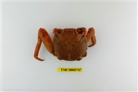 藏品(細紋方蟹)的圖片